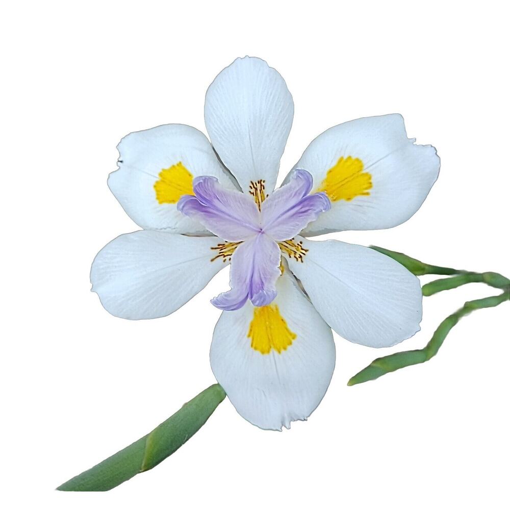 JAPANESE IRIS 10 SEEDS Dietes Iriodiodes Fortnight‎ Lily Evergreen Grass Drought
